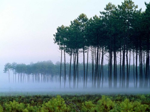 brouillard_matinal 1.jpg