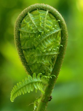 fern-2332250_1920.jpg