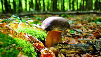 mushroom-620881_1920.jpg